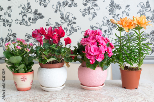 Several potted flowers are on table in the room