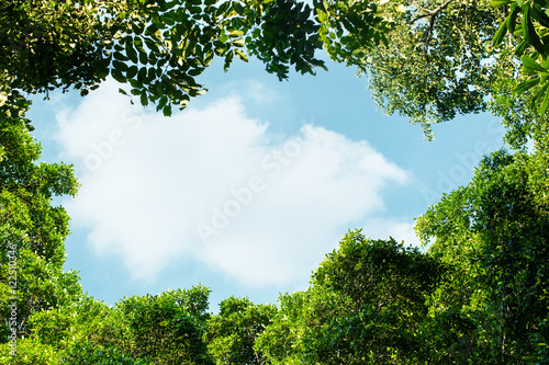 Green Leaves of Tree Frame the sky