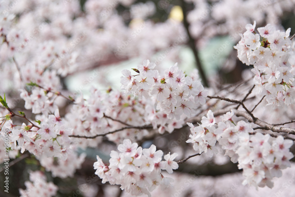 福岡・光雲神社の桜