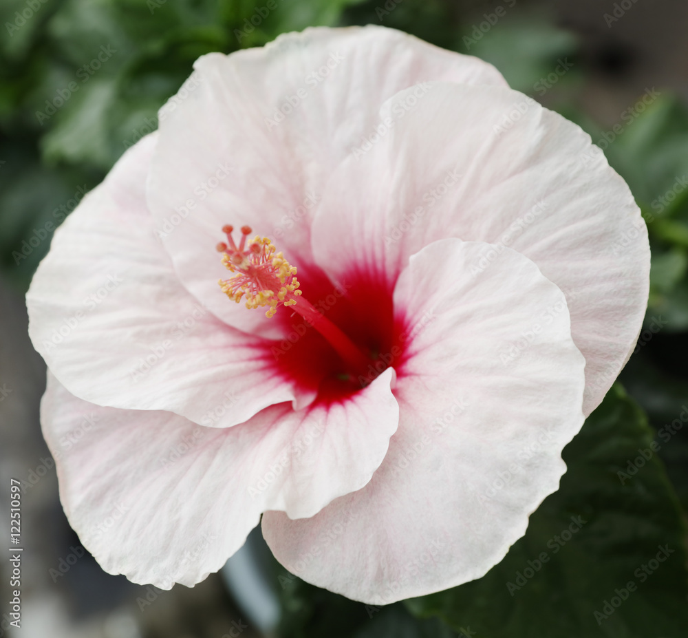 Obraz premium hibiscus flower