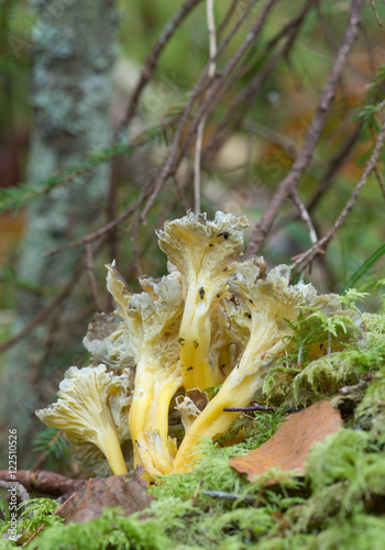 Yellow foot, Craterellus lutescens growing among moss photo