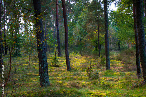 Deciduous forest in early autumn