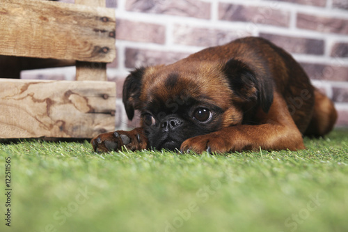  Small Brabancon dog lying on grass photo