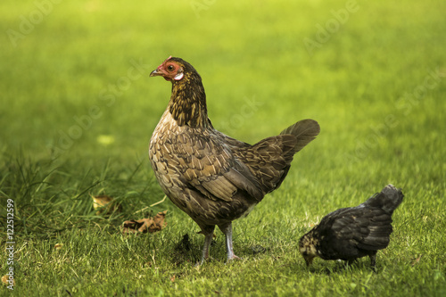 free-range chicken with youngster picking food  