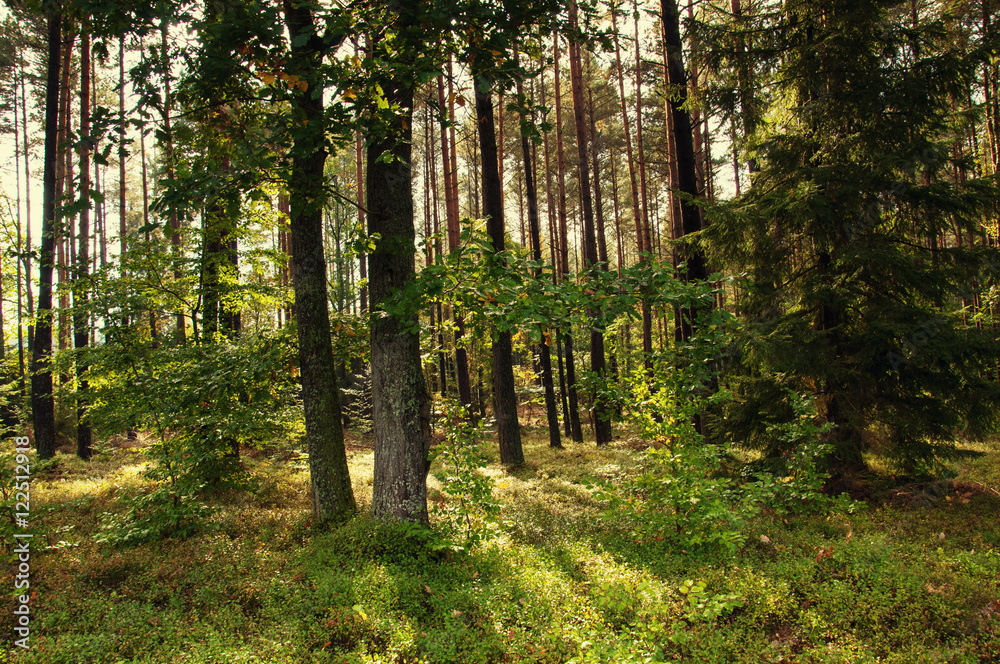Obraz premium Deciduous forest in early autumn