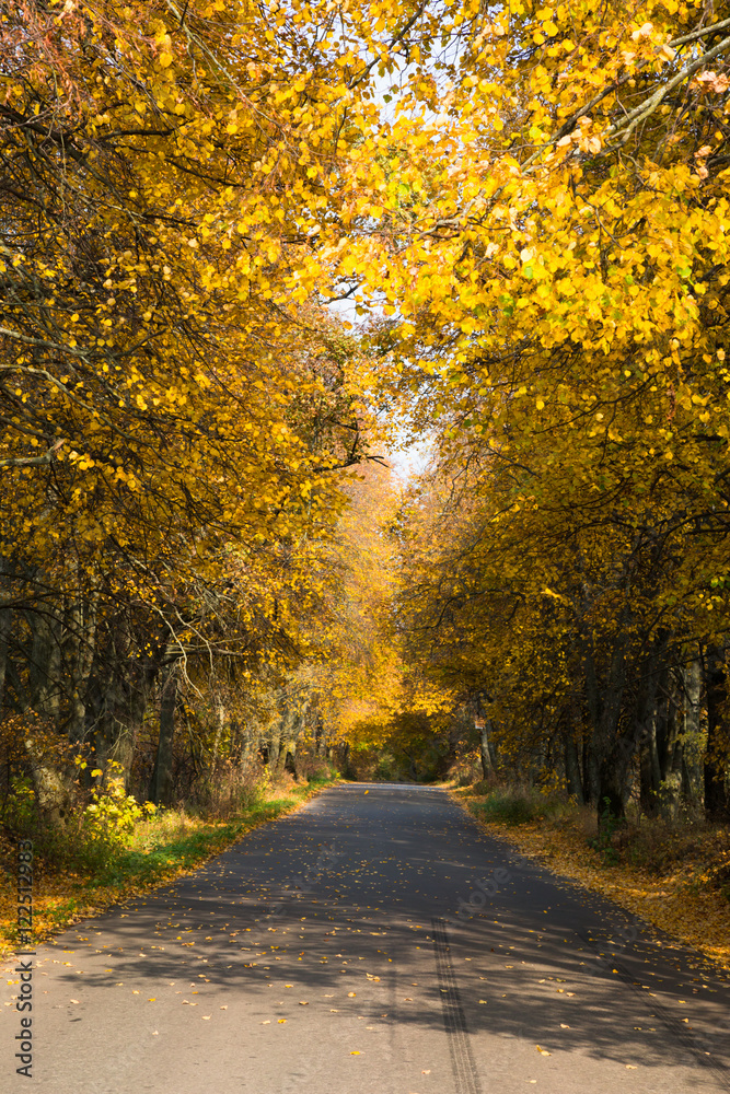 Obraz premium Road in the autumn forest
