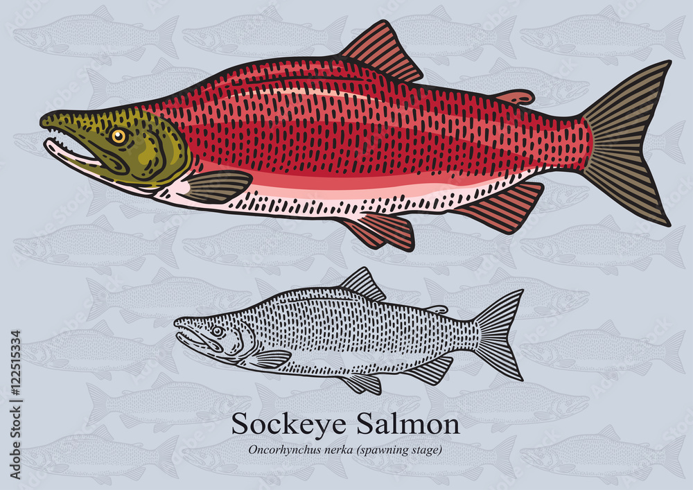 Obraz premium Sockeye salmon (Spawning stage). Vector illustration for artwork in small sizes. Suitable for graphic and packaging design, educational examples, web, etc.