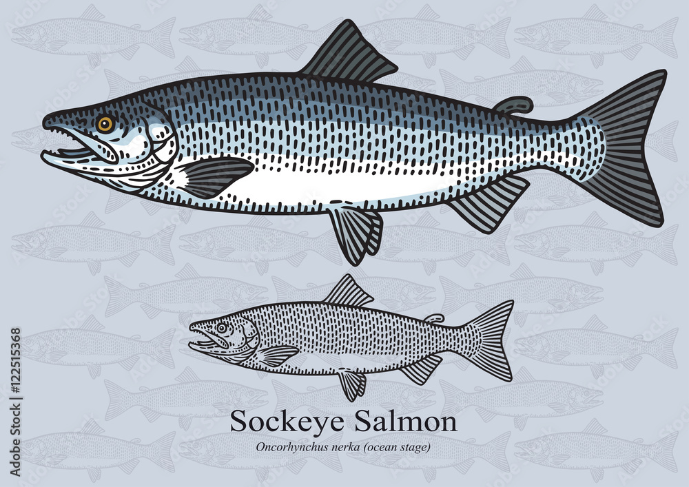 Fototapeta premium Sockeye salmon (Ocean stage). Vector illustration for artwork in small sizes. Suitable for graphic and packaging design, educational examples, web, etc.