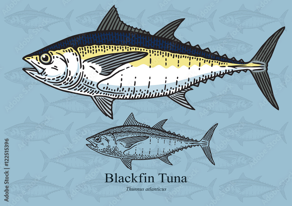 Fototapeta premium Blackfin tuna. Vector illustration for artwork in small sizes. Suitable for graphic and packaging design, educational examples, web, etc.