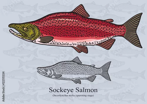 Fototapeta Sockeye salmon (Spawning stage). Vector illustration for artwork in small sizes. Suitable for graphic and packaging design, educational examples, web, etc.