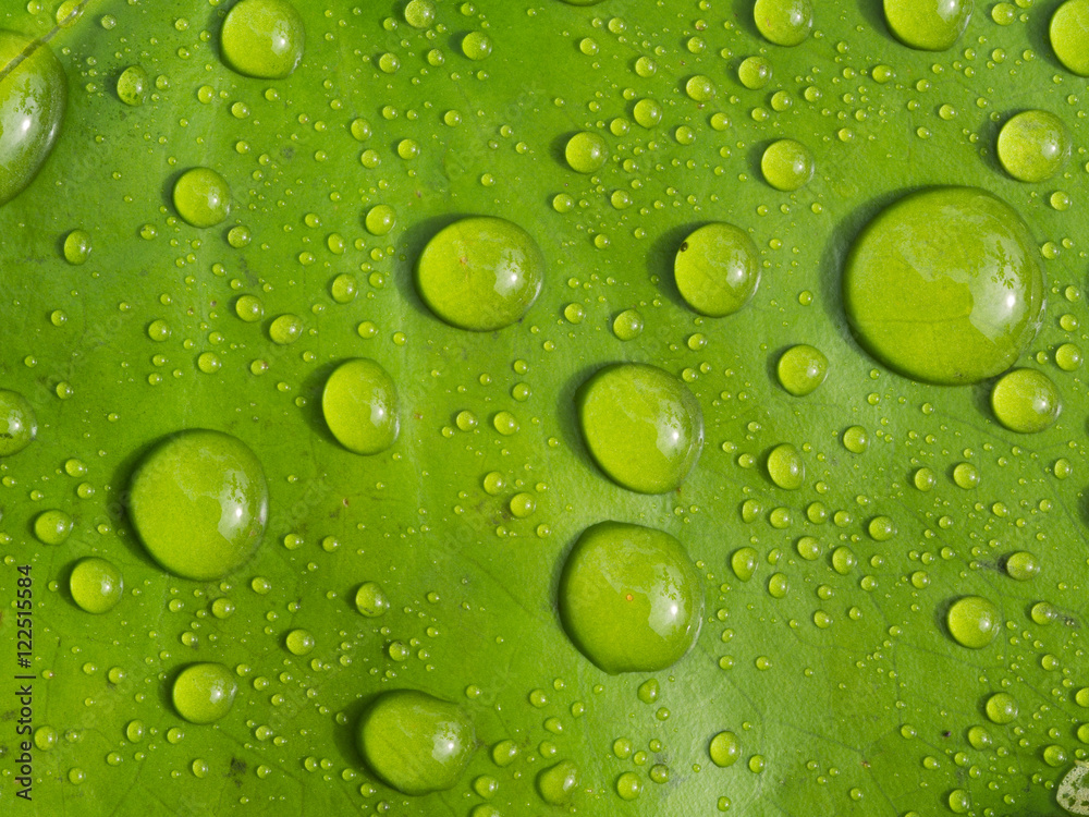 Rainwater Rolling on a Lotus