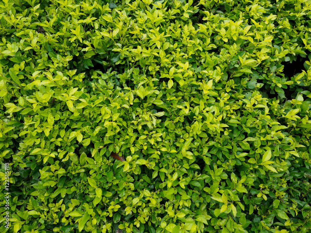 green leaf background green leaf background