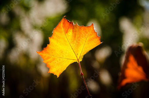 dingle red and yellow leaf against blurred background