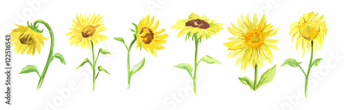 Watercolor sunflower set on white background. Summer flower. Beautiful garden illustration.