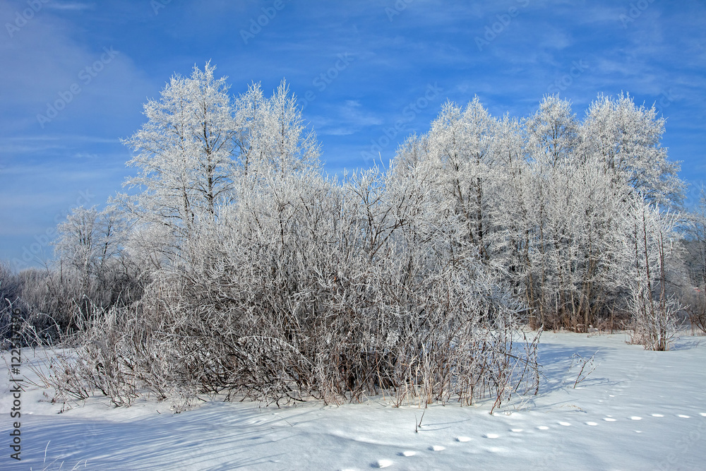 beautiful snow covered fields and woods in the frosty morning beautiful snow covered fields and woods in the frosty morning