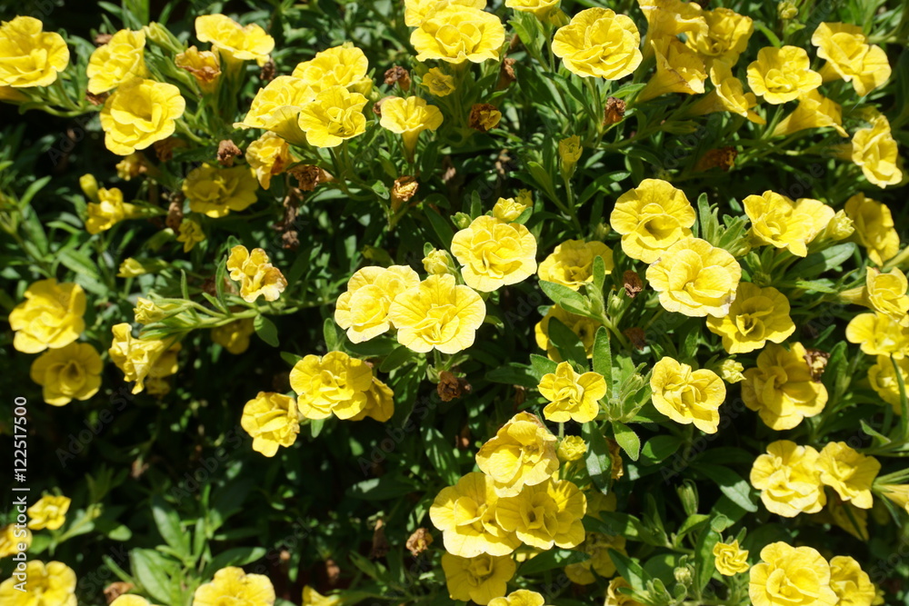 Flowers from Powis castle in Wales Flowers from Powis castle in Wales