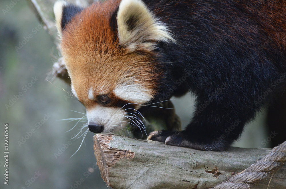 42 Best Cute Red Panda Images Stock Photos Vectors Adobe Stock 42 Best Cute Red Panda Images Stock Photos Vectors Adobe Stock