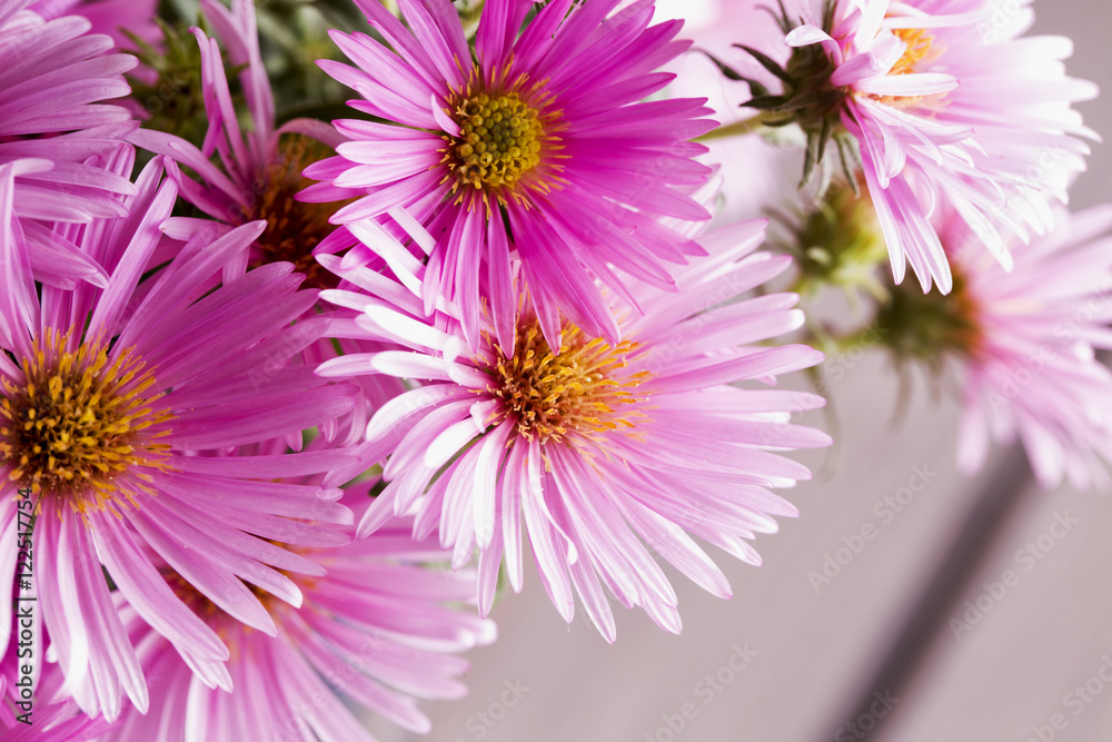 Obraz premium Pink daisies in a bunch