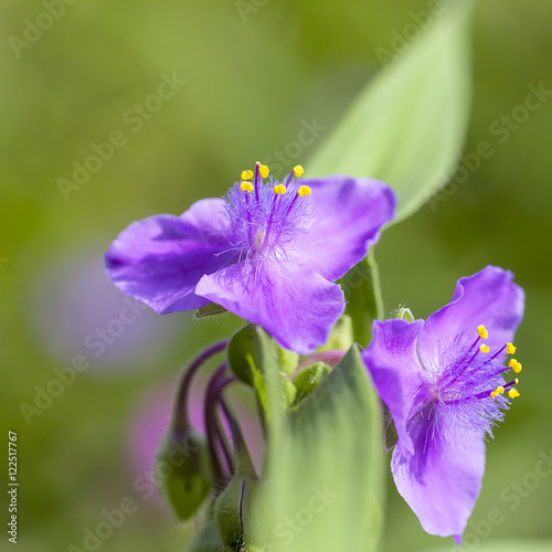 Violet flowers of Tradescantia virginiana in the garden