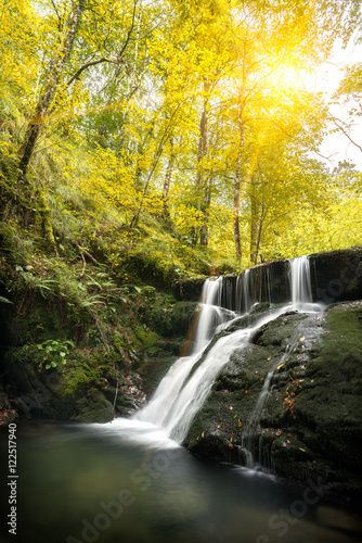 Autumn landscape scene in a beech forest with a stream of flowing river forming a waterfall on mossy green rocks, and sunbeams passing through yellow tree leaves, in Asturias, Spain, Europe.