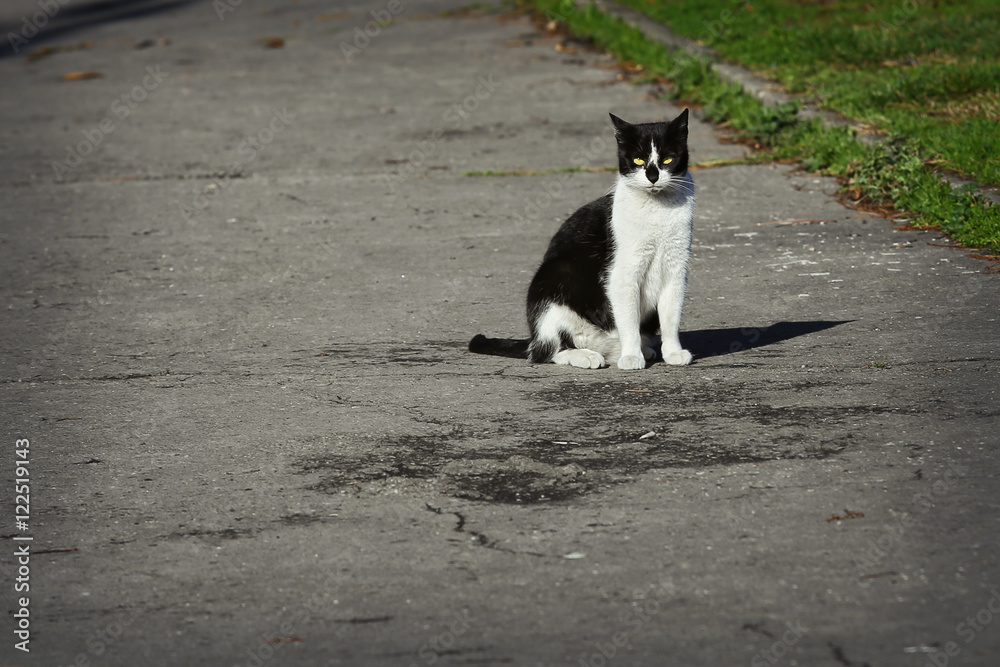 Stray cat sitting on the street