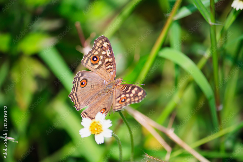 Close up butterfly Close up butterfly