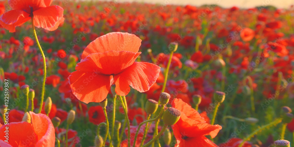 Fototapeta premium Poppies
