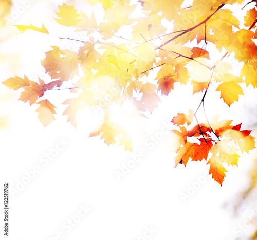 autumn leaves bokeh background