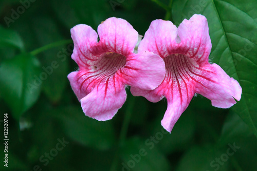 Pink Trumpet Vine flower photo