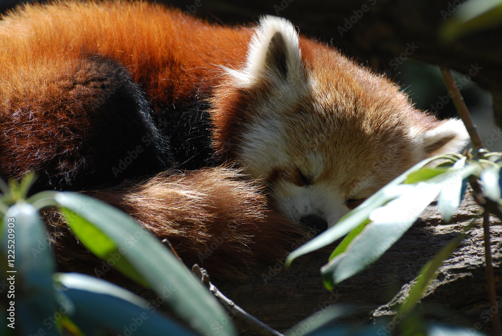 42 Best Cute Red Panda Images Stock Photos Vectors Adobe Stock 42 Best Cute Red Panda Images Stock Photos Vectors Adobe Stock