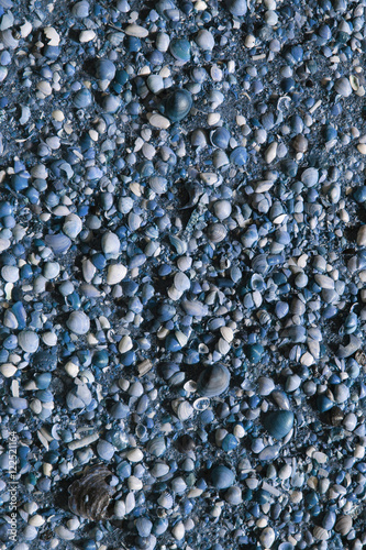 marine clams texture