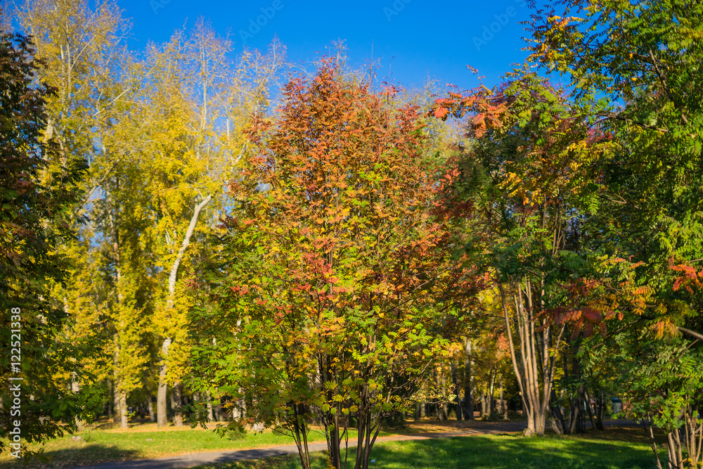 Autumn park with colorful trees