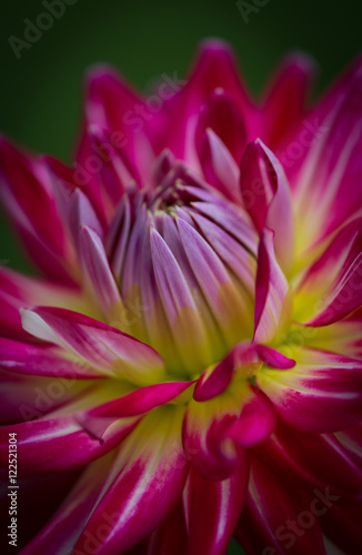 Closeup of a purple pink and white colored dahlia flower