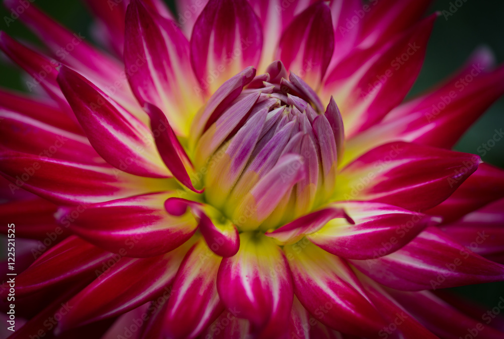 Fototapeta premium Closeup of a purple pink and white colored dahlia flower