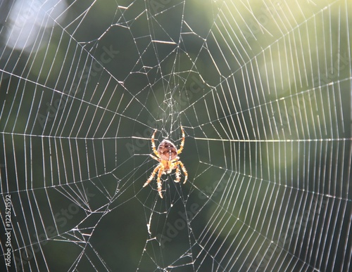 Spinne im Spinnennetz im Altweibersommer