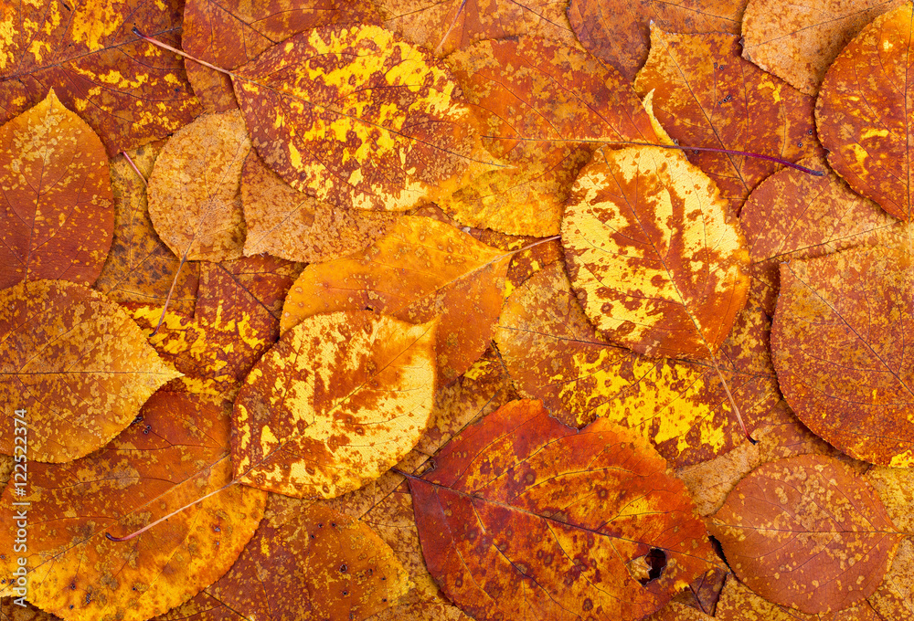 Background from autumn colourful leaves Background from autumn colourful leaves