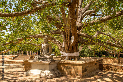 Tree and Budha statue,  Anuradhapura sacred city, Sri Lanka photo