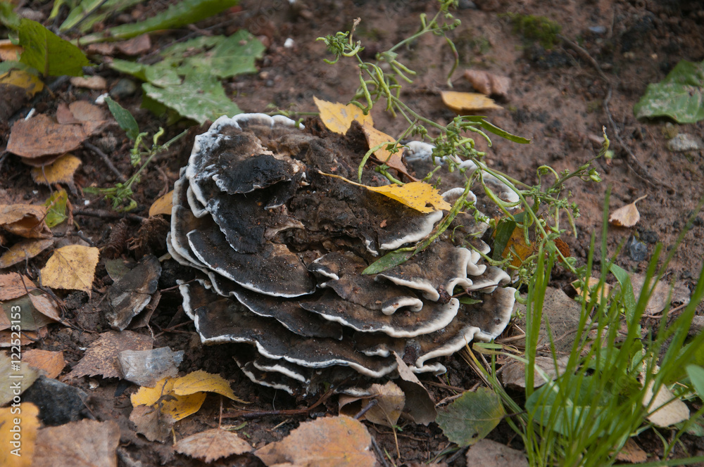 tree fungus tree fungus