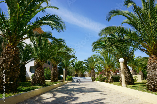 park with plants, with palm trees