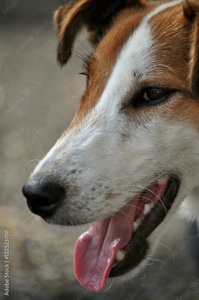 Glatthaar Foxtrerrier Portrait
