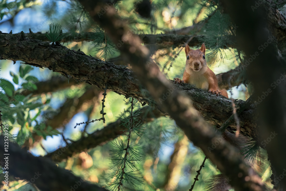 Red Squirrel Sitting On Pine Tree Branch Red Squirrel Sitting On Pine Tree Branch