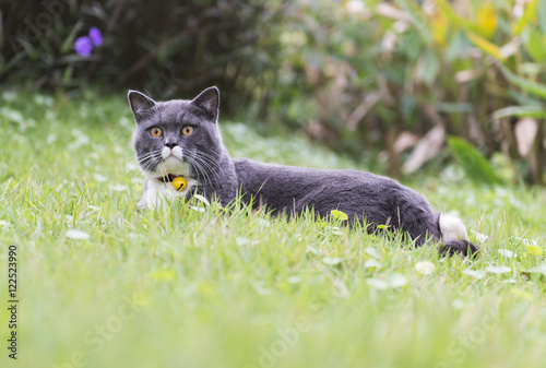 Cat on the grass