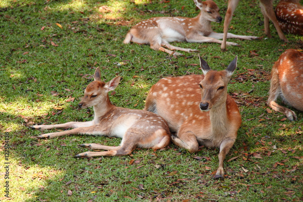Fototapeta premium 鹿の親子12