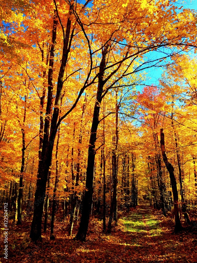 Obraz premium Minnesota Fall