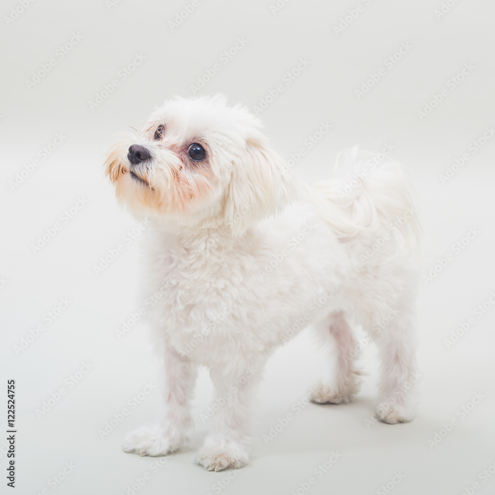 Portrait of cute female maltese dog on gray background. Portrait of cute female maltese dog on gray background.