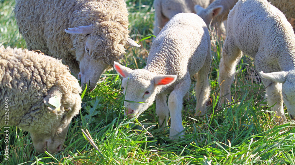 Naklejka premium Agneaux broutant