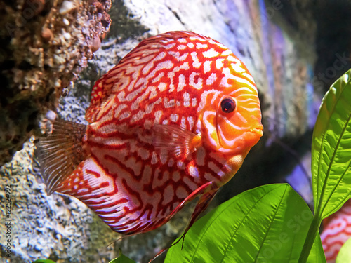 Red pigeon blood discus