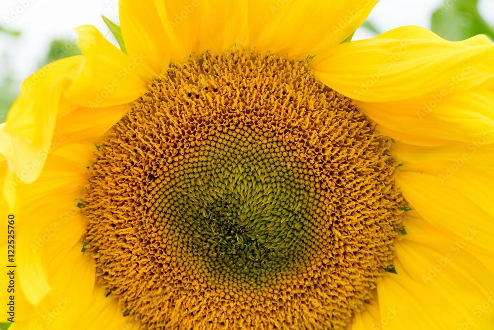 Obraz premium Sunflowers closeup in Georgia