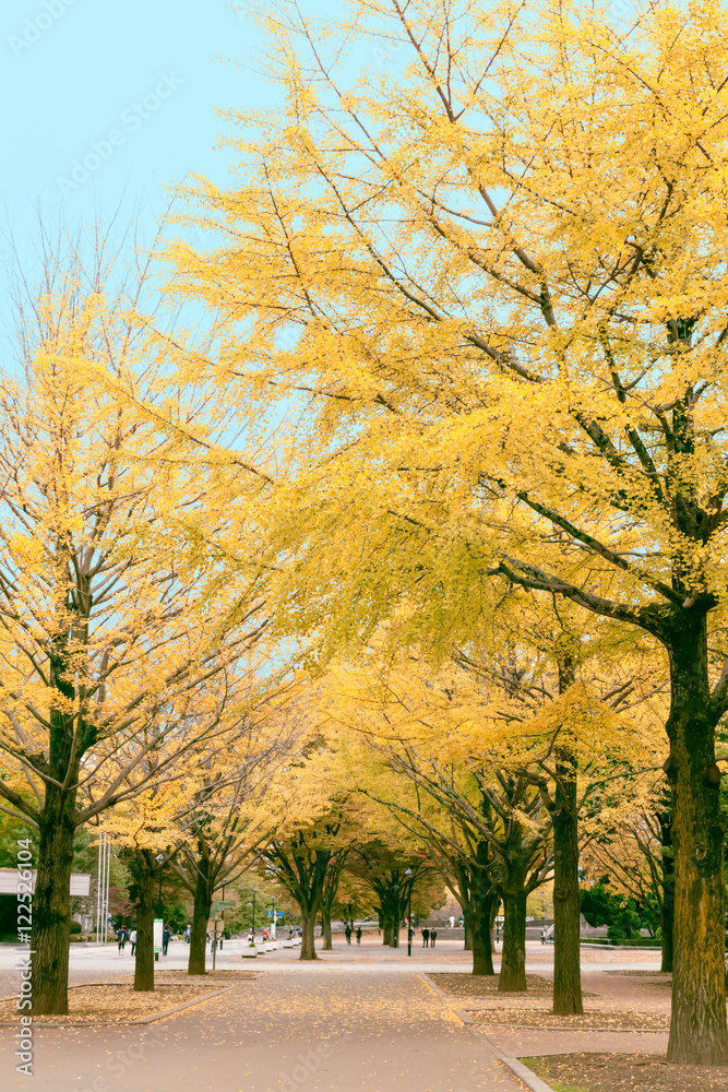 銀杏の黄葉の公園