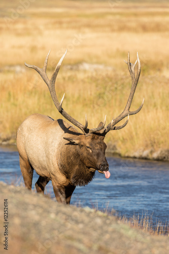 Bull Elk in Rut